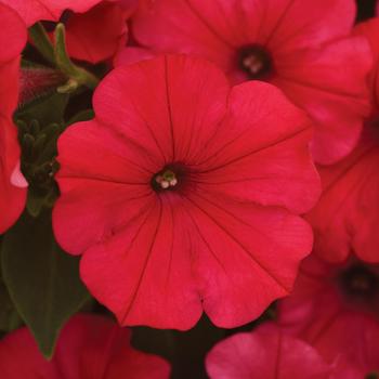 Petunia ColorRush™ Watermelon Red