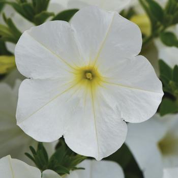 Petunia ColorRush™ White