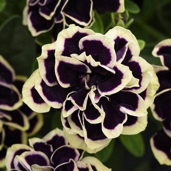 Petunia 'Midnight Gold'