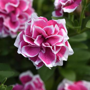 Petunia 'Pink Diamond'