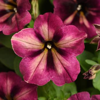 Petunia 'Jelly Roll'