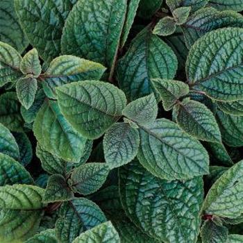 Plectranthus coleoides 'Nico' 