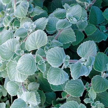 Plectranthus coleoides 'Nicolleta'