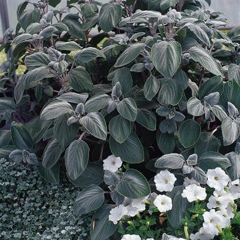 Plectranthus argentea 'Silver Shield'