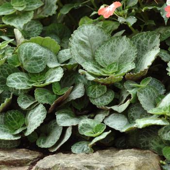 Plectranthus oertendahlii 'Emerald Lace' 