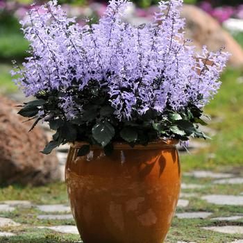 Plectranthus 'Mona Lavender' 