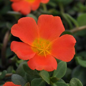 Portulaca oleracea RioGrande™ 'Orange'