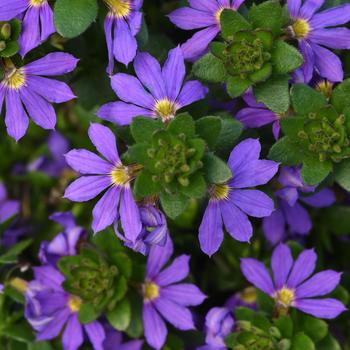 Scaevola 'Blue Brilliance'