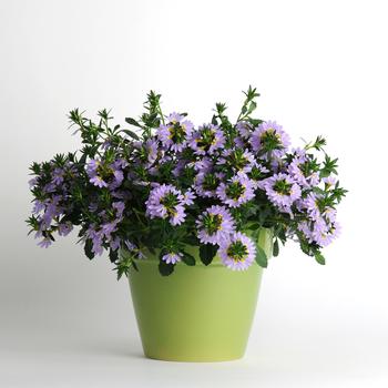 Scaevola Bondi™ Blue