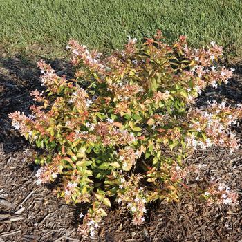 Abelia Bloomables® 'Peach Perfection®'