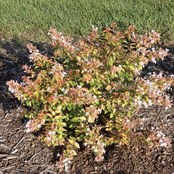 Abelia 'Peach Perfection®'