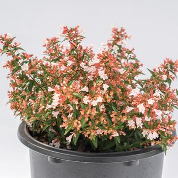 Abelia chinensis Bloomables® 'Raspberry Perfection™' PP33516