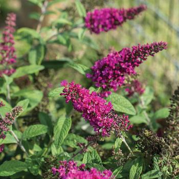 Buddleia Summer Sips® 'Sangria'