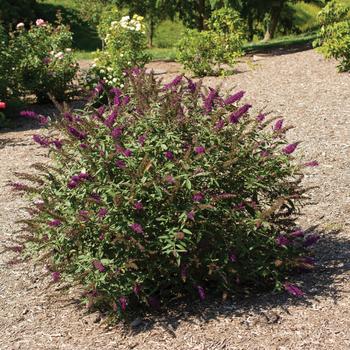 Buddleia davidii 'RoyalRazz™'