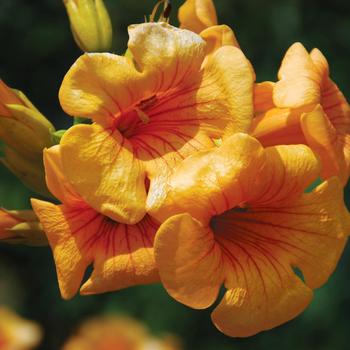 Campsis x tagliabuana Summer Jazz™ 'Sunrise Gold'