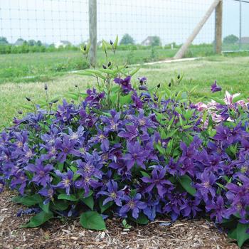 Clematis 'Sapphire Indigo™'