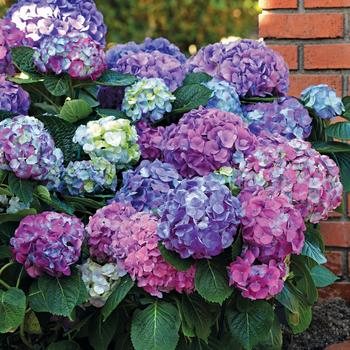 Hydrangea macrophylla 'Lindsey Ann' PP26249