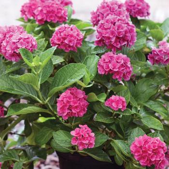 Hydrangea macrophylla 'Ruby Blossom'