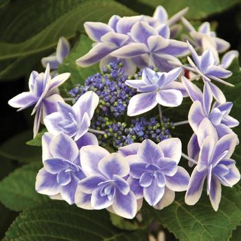 Hydrangea macrophylla Double Delights™ 'Star Gazer'