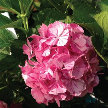 Hydrangea macrophylla 'Sweet Fantasy'