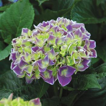 Hydrangea macrophylla 'SAXWHIMAR' PP27112