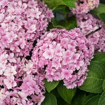 Hydrangea macrophylla 'Hydrsrpdow' 