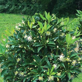 Illicium 'NCIH2' PP29938