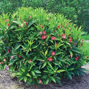 Illicium 'NCIH1' PPAF