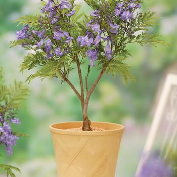 Jacaranda 'Bonsai Blue'