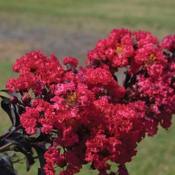 Lagerstroemia Indulgence® 'Raspberry Gelato'