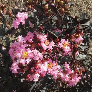 Lagerstroemia Indulgence® 'Strawberry Gelato'