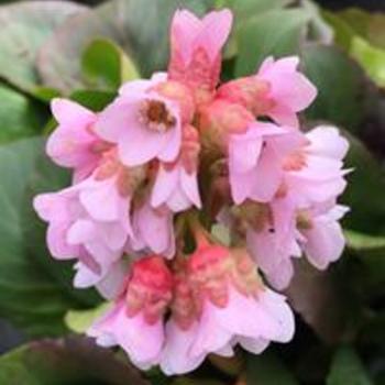 Bergenia 'Baby Doll' 