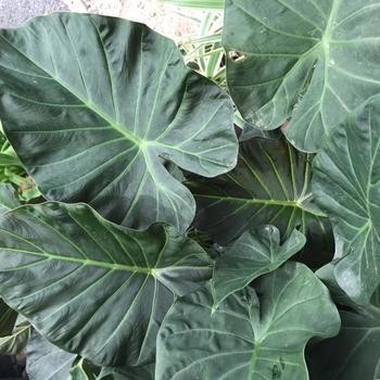 Alocasia 'Regal Shields' 