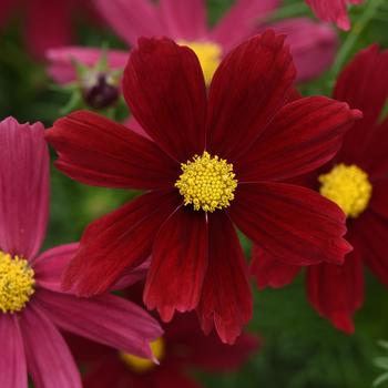 Cosmos bipinnatus Sonata™ 'Red Shade'