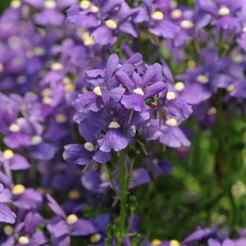 Nemesia foetans