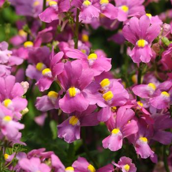 Nemesia foetans