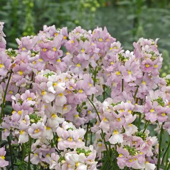 Nemesia foetans Poetry™ Lavender Pink