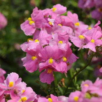 Nemesia foetans