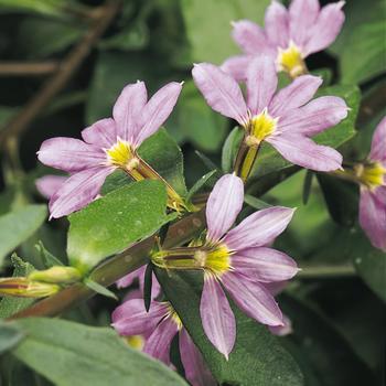 Scaevola aemula 'Blue Fan' 