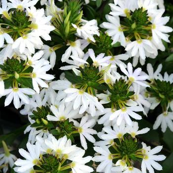 Scaevola 'White Sparkle'