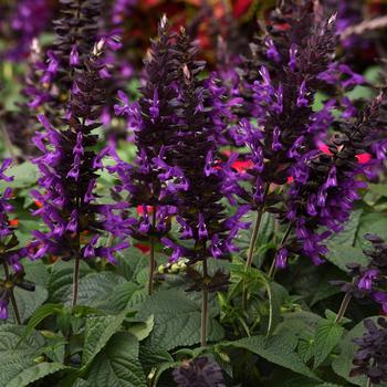 Salvia guaranitica 'Purple & Bloom' PPAF