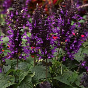 Salvia guaranitica 'Purple & Bloom'