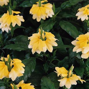 Crossandra infundibuliformis 'Tropic Yellow Splash'