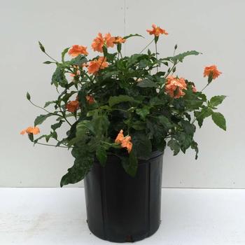 Crossandra infundibuliformis 'Orange Marmalade'