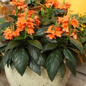 Crossandra infundibuliformis 'Tropic Flame'