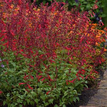 Salvia splendens 'Roman Red' 