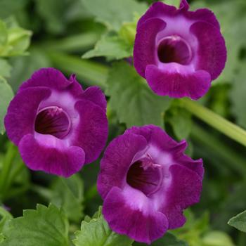 Torenia 'SUNrenilamu' US. 15,684 & Can. 2471