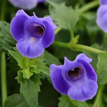 Torenia 'SUNrenilabu' PP10843, Can 1066