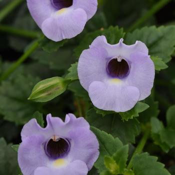 Torenia Summer Wave® 'Large Silver'