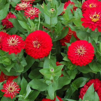 Zinnia 'Red'